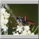 Exetastes adpressorius - Schlupfwespe m02b 10mm - OS-Hellern Wiese det06.jpg